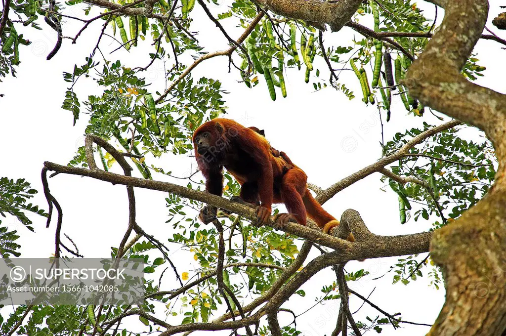 Red Howler Monkey, alouatta seniculus, Female with Young on its Back, Los Lianos in Venezuela