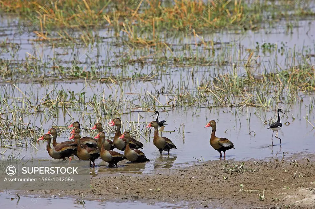 Red-Billed Whistling Duck, dendrocygna automnalis, Group standing in Swamp, Los Lianos in Venezuela