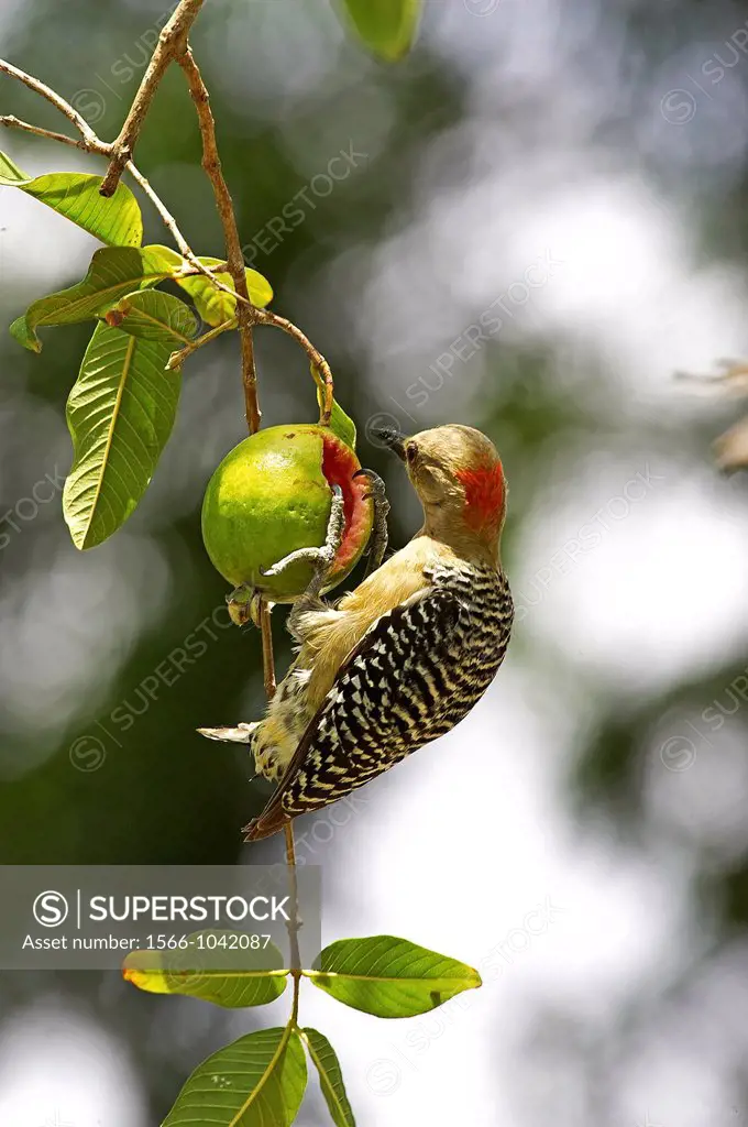 Red-Crowned Woodpecker, melanerpes rubricapillus, Adult eating Fruit, Los Lianos in Venezuela