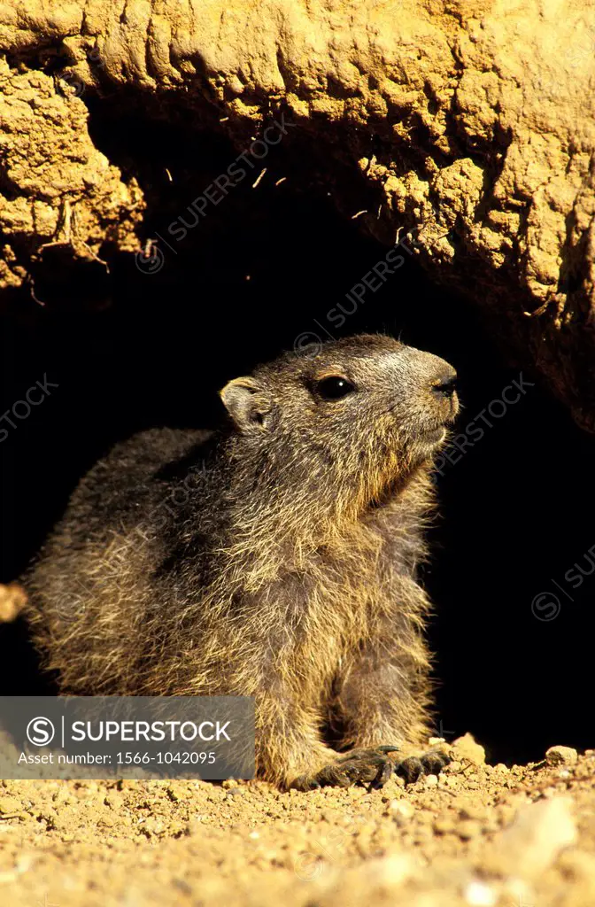 Alpine Marmot, marmota marmota, Adult standing at Den Entrance