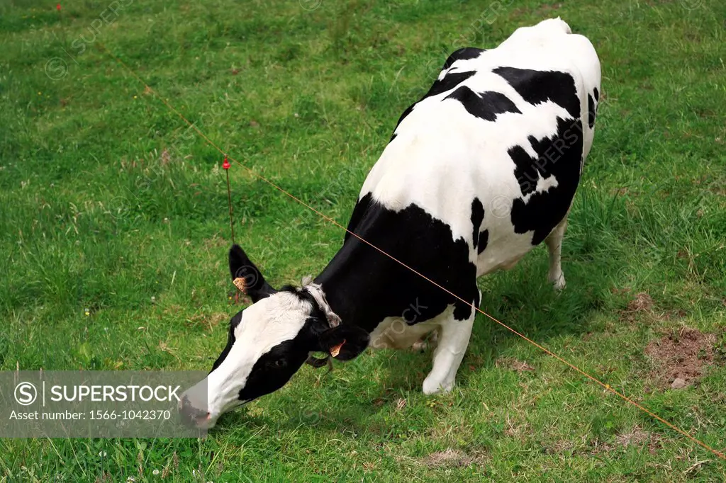 Holstein cow grazing under electric fence