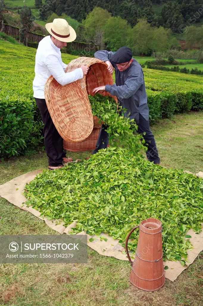 Men working in the tea gardens of Porto Formoso  Sao Miguel island, Azores, Portugal