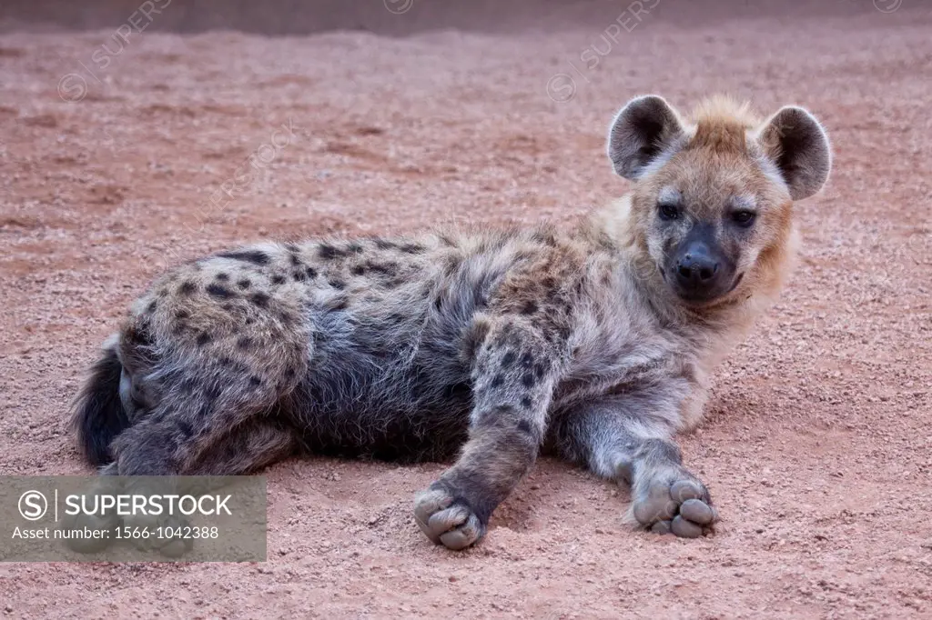 Resting Hyena.