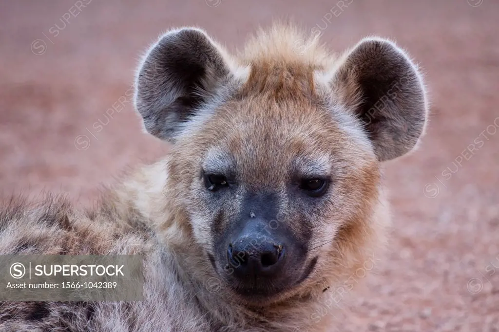 Resting Hyena.