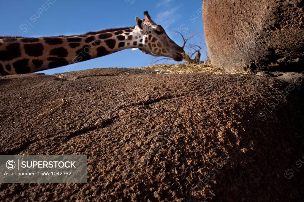Giraffe feeding.