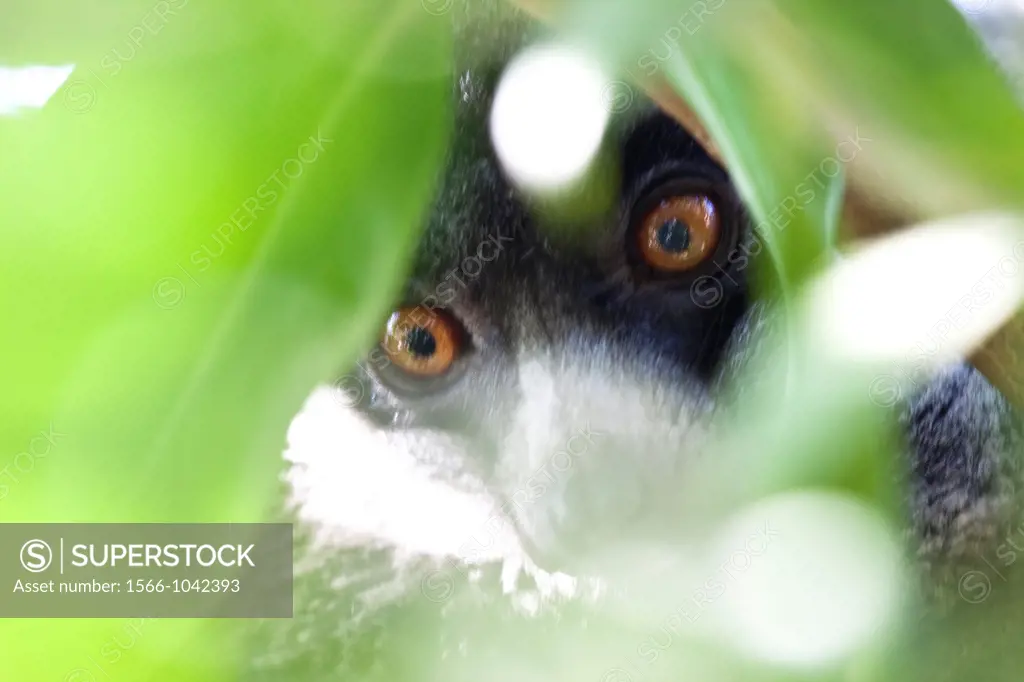 Portrait of Lemur.