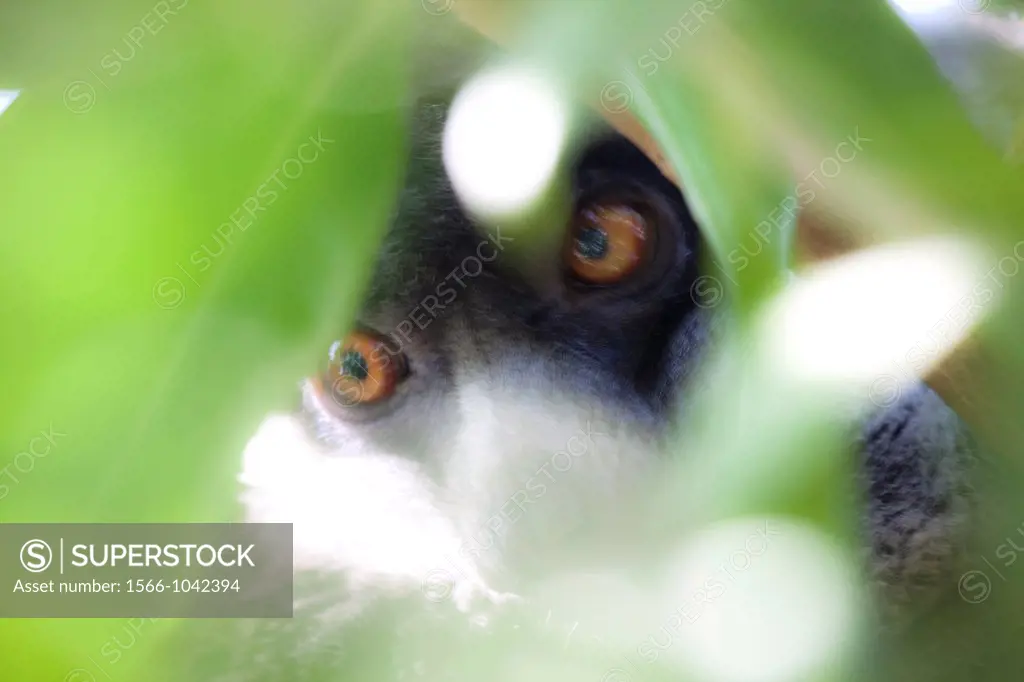Portrait of Lemur.