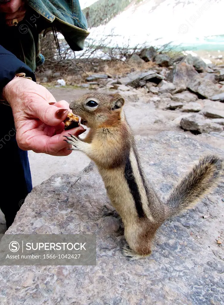 Lake Louise, Alberta, Canada, in the spring time Hungry little chipmunk