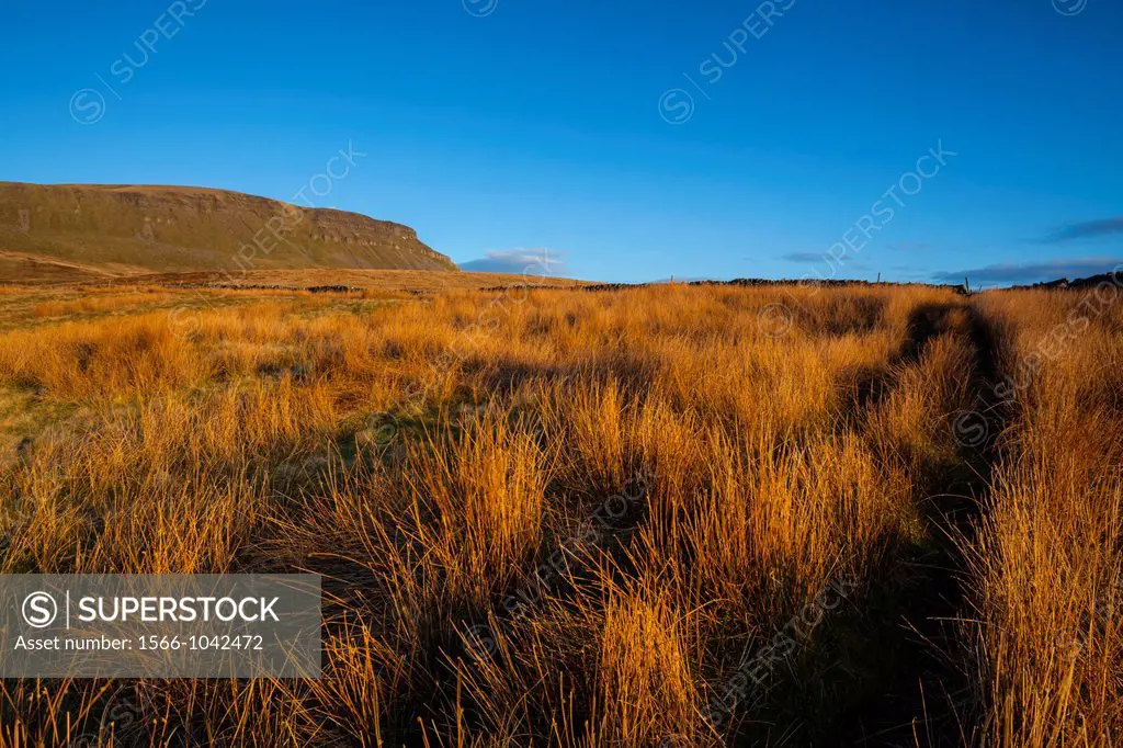 England, North Yorkshire, Yorkshire Dales National Park  Last light on Horton Moor in the Pennines, with the distinctive peak of Pen-y-ghent in the di...