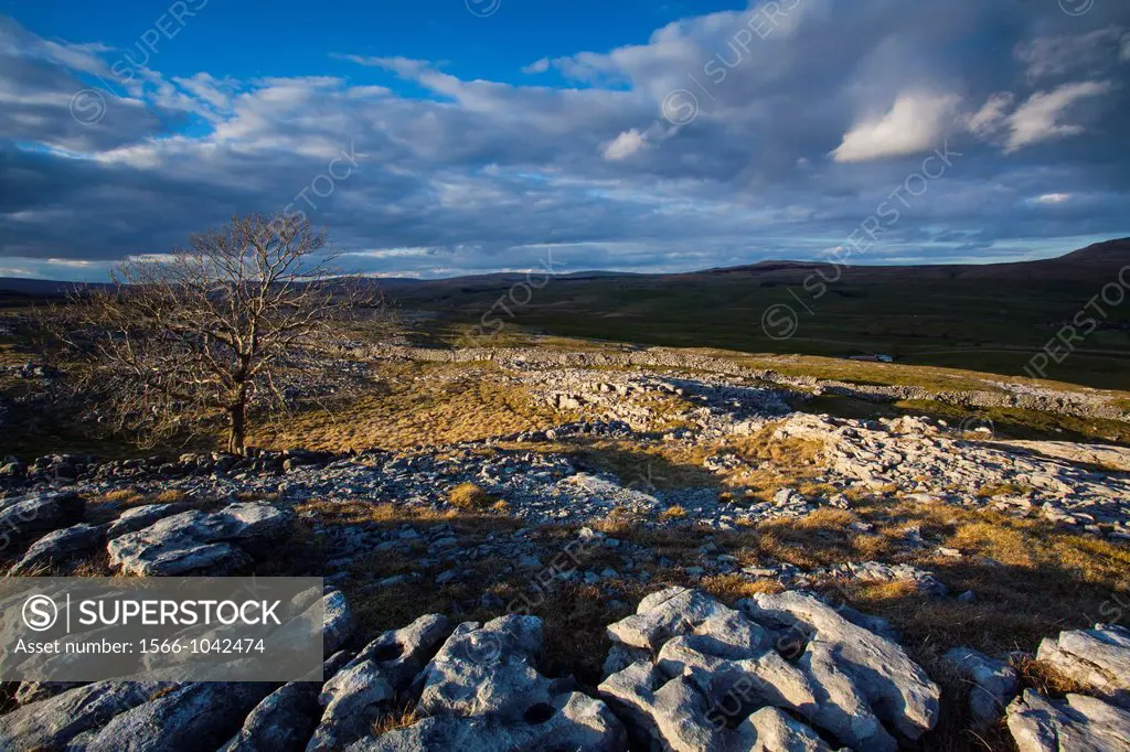 England, North Yorkshire, Yorkshire Dales National Park  Lone tree and limestone pavement in the area known as Moughton Scars near the small village o...