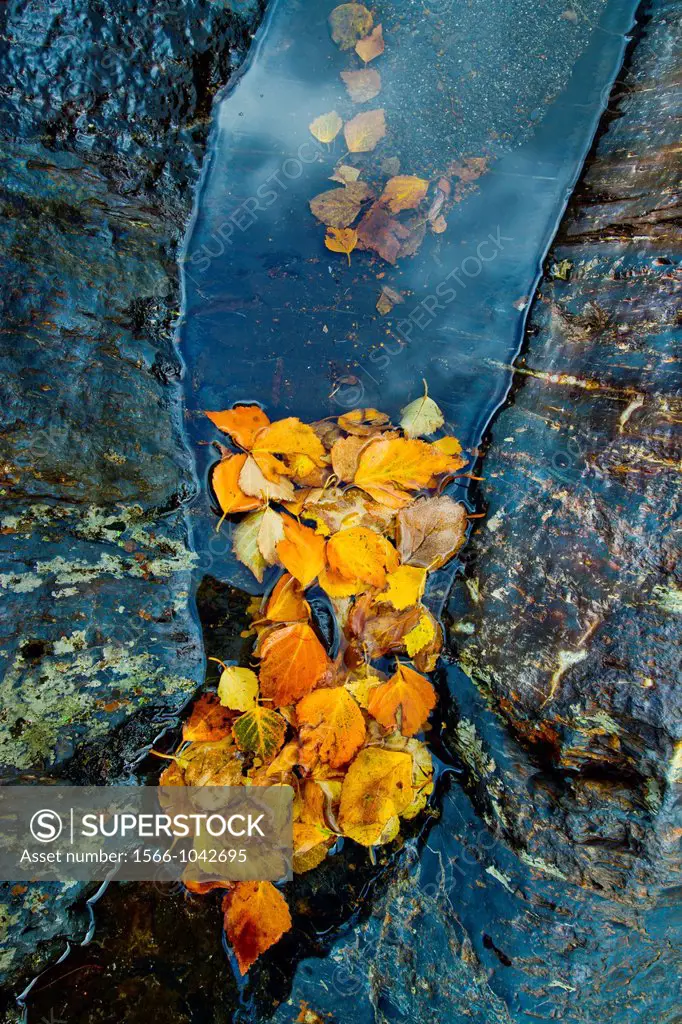 Rocky pool with fallen leaves  Laguna de las Lomas route  Cardaño de Arriba  Palencia, Castile and Leon, Spain