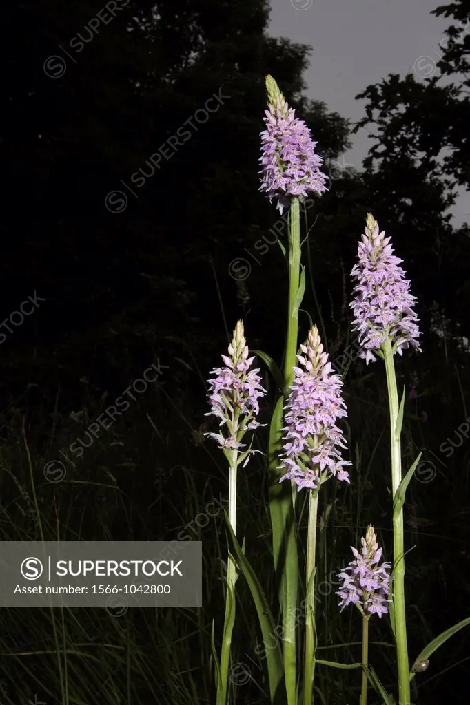 Common Spotted orchids.