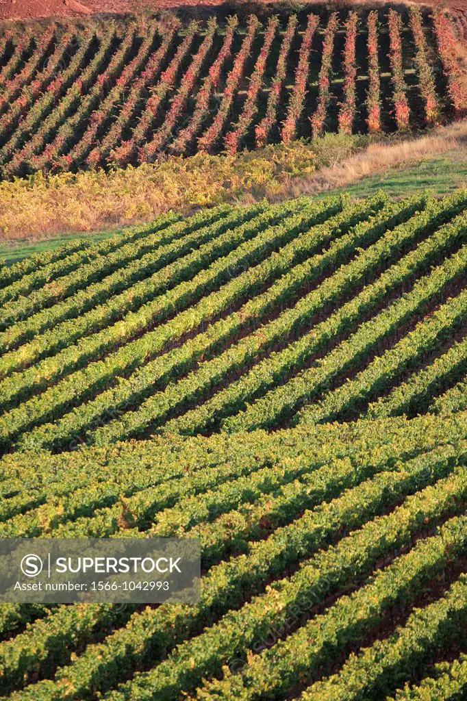 Autumn vineyards, Rioja wine region, La Rioja, Spain
