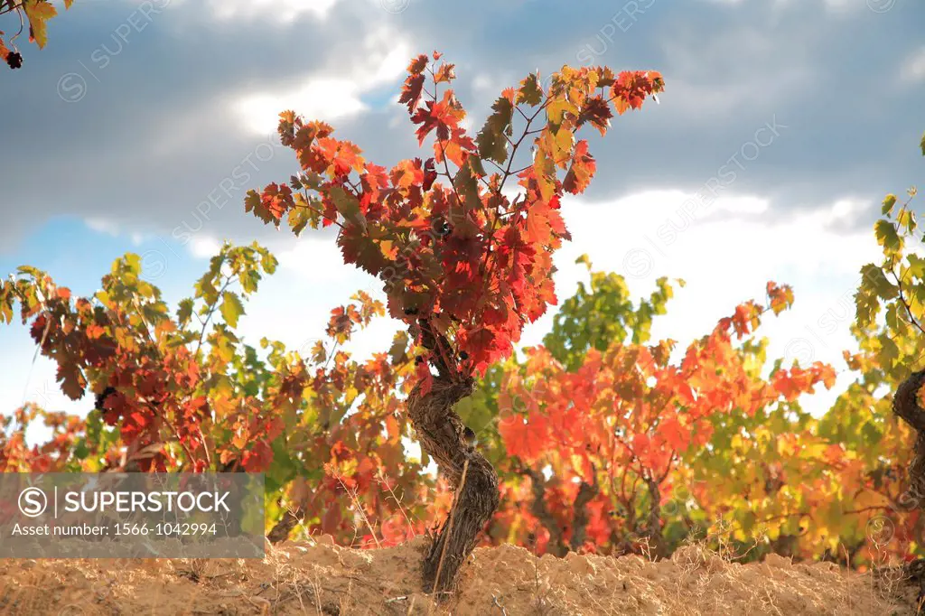 Autumn vineyards, Rioja wine region, La Rioja, Spain
