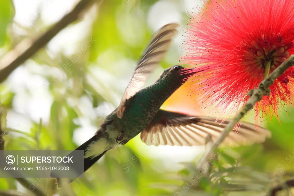 Hummingbird, Venezuela