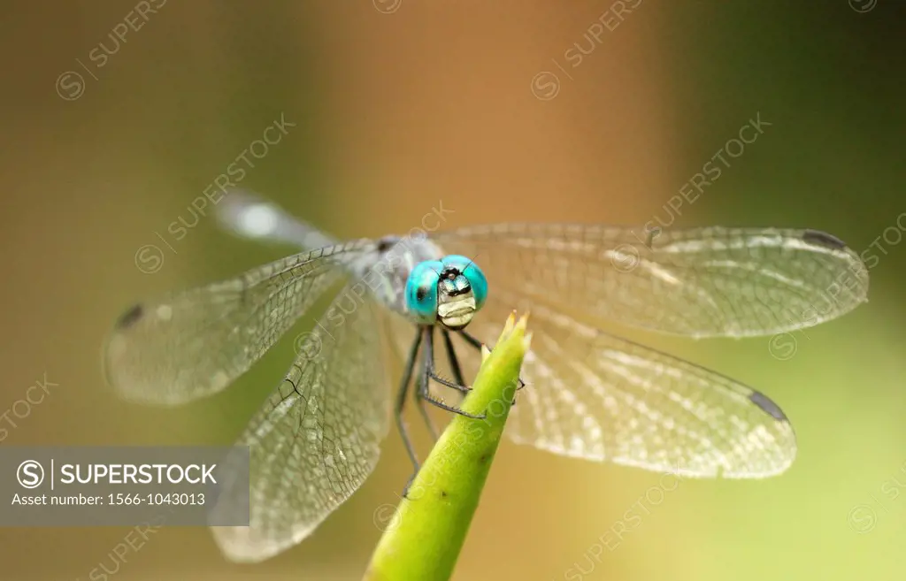 Micrathyria catenata, Dragonfly, Venezuela