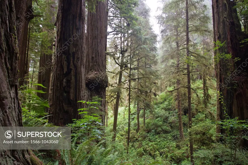 Older and new Redwood trees side by side in a Redwood grove