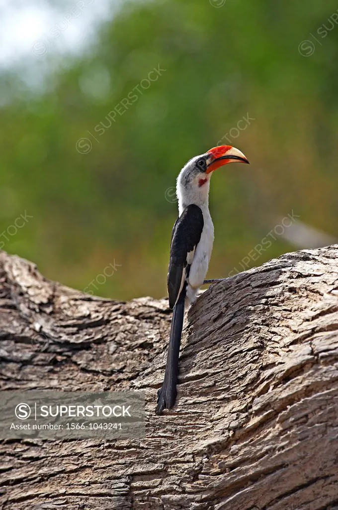 Von Der Decken´s Hornbill, tockus deckeni, Adult standing on Tree Trunk, Masai Mara Park in Kenya