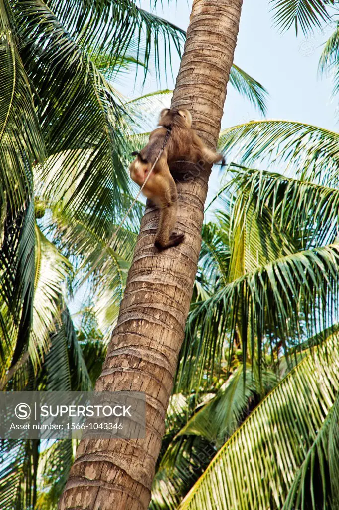 A macaque monkey trained to retrieve coconuts from a tree, Ko Samui Island, Thailand, Asia.