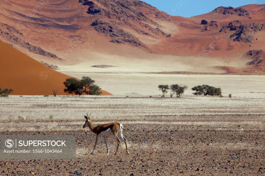 sossusvlei dead valley in Namib-Naukluft Park, Namibia