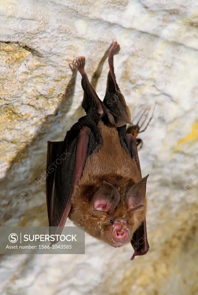 Great Horseshoe Bat, rhinolophus ferrumequinum, Adult hanging in Cave
