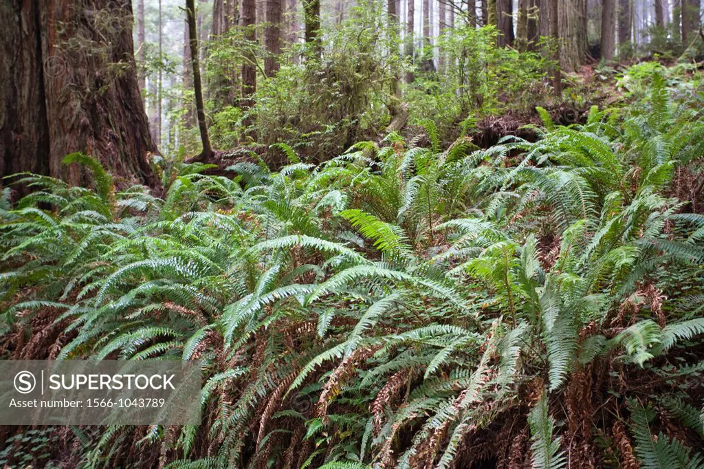 Low angle image of ferns lining forest floor