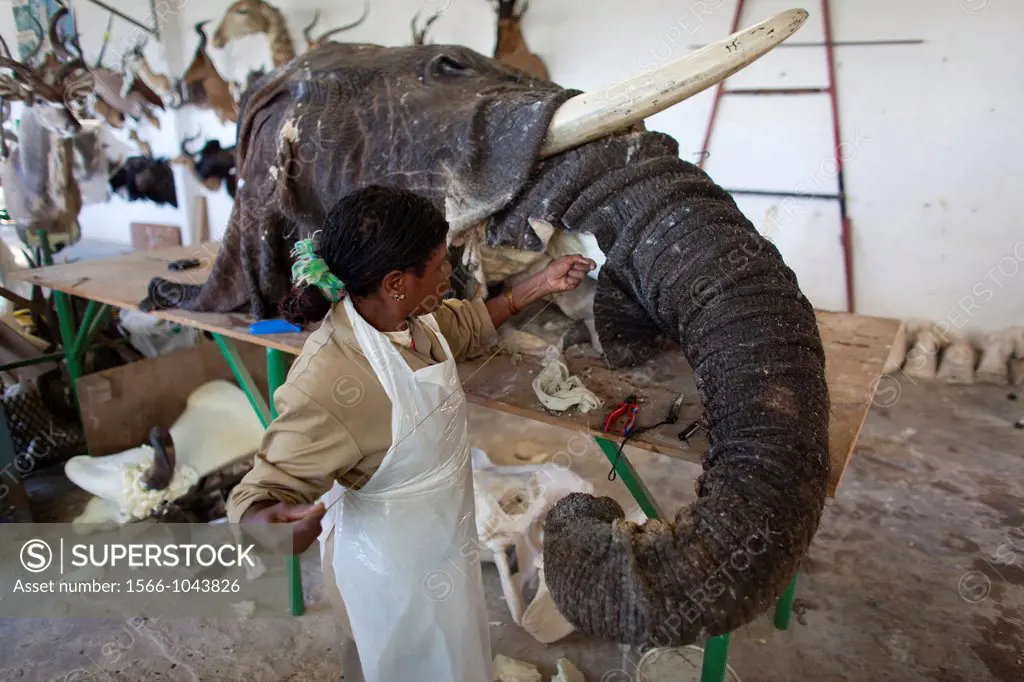 taxidermy  Hunters from US and Germany shoot wildlife and stuff it as a trophy in a taxidermy workshop in Namibia
