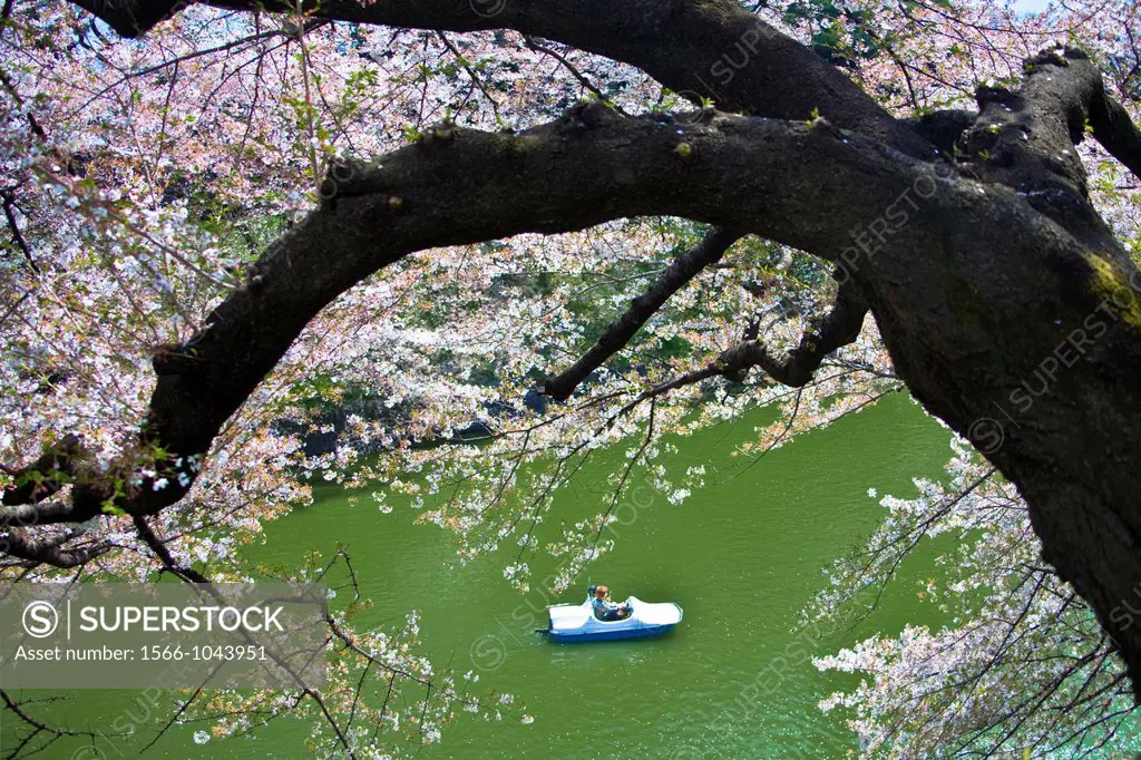 Japan, Tokyo City,Cherry Blossoms at Chidorigafuchi , Down Town Tokyo