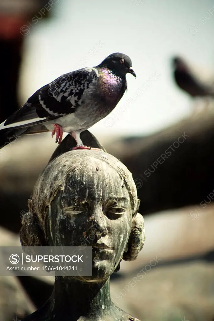 Dove over statue in ´Plaza de la Virgen´, Valencia, Spain