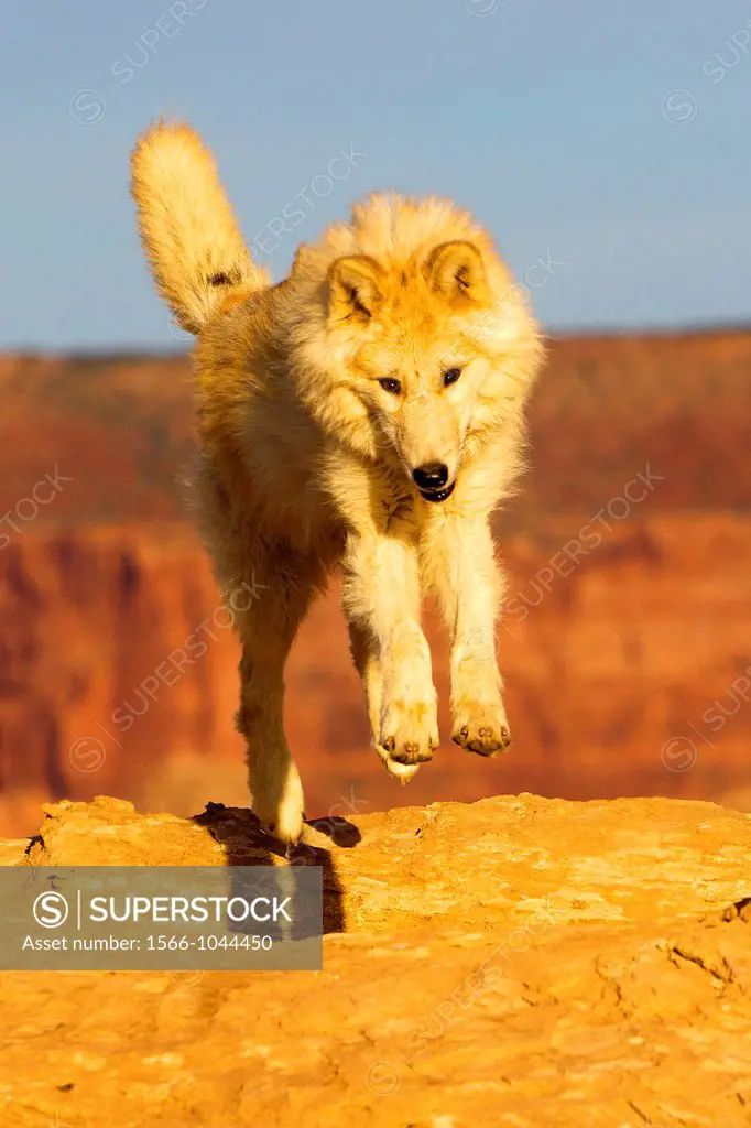 United Sates , Utah , Wolf or Gray Wolf orTimber Wolf  Canis lupus.