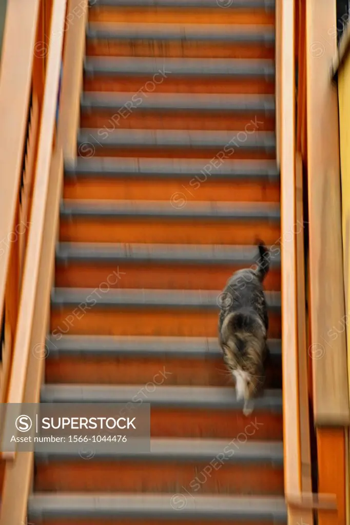 Urban staircase with cat, Vernon, BC, Canada