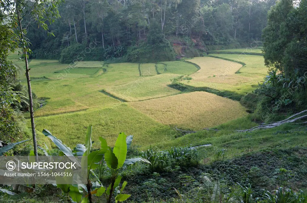 rice terrace in tana toraja,celebes,sulawesi,indonesia