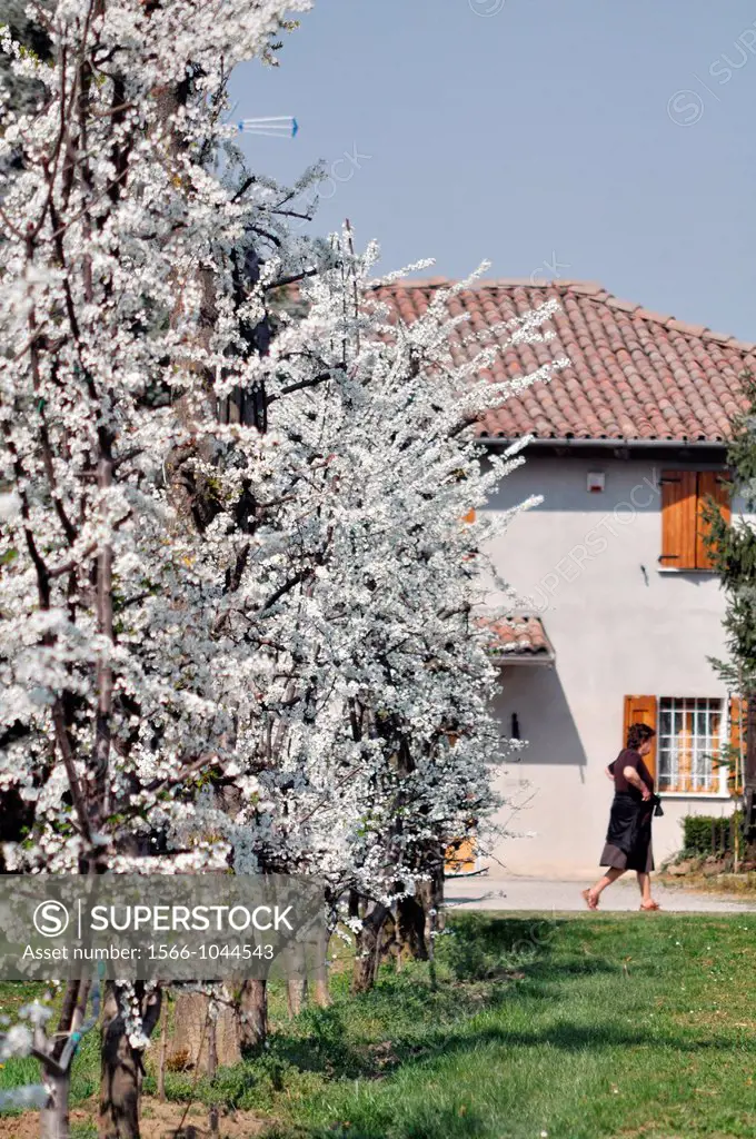 Between Bazzano and Crespellano, Emilia-Romagna, Italy: plums trees blossoming in Springtime  