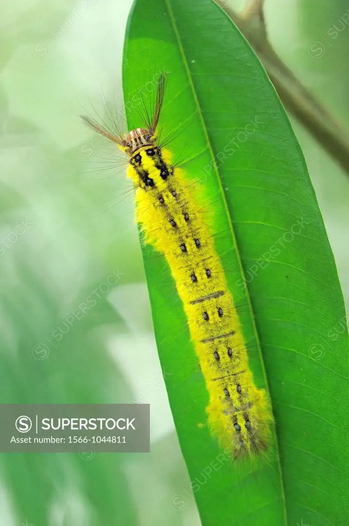 Tropical Caterpillar, Tanjung Puting National Park, Province Kalimantan, Borneo, Indonesia