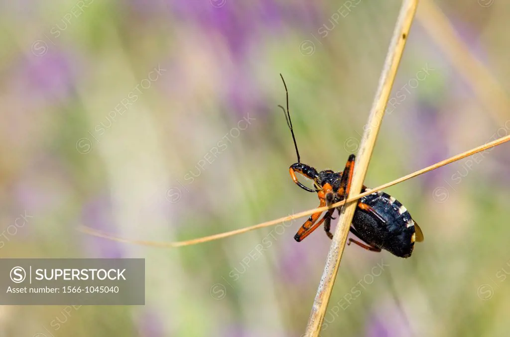 Rhinocoris sp. - Flower assassin bug, Greece