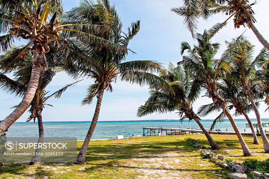 Coconut palms line the coast on Green Turtle Cay, Bahamas