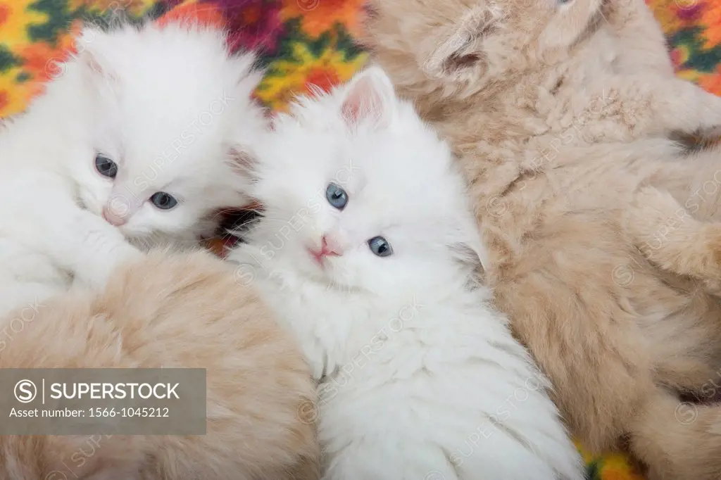 Group 6 Week Old Long Haired White Ginger Kittens Laying On Blanket