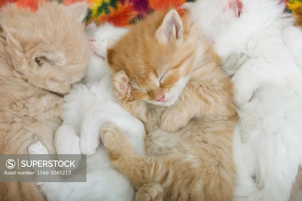 Group Of 6 Week Old Long Haired White Ginger Kittens Asleep On Blanket