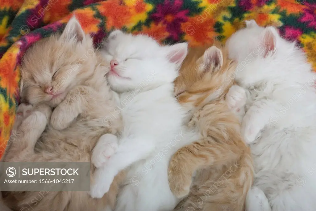 Group Of Five 6 Week Old Long Haired White Ginger Kittens Asleep On Blanket