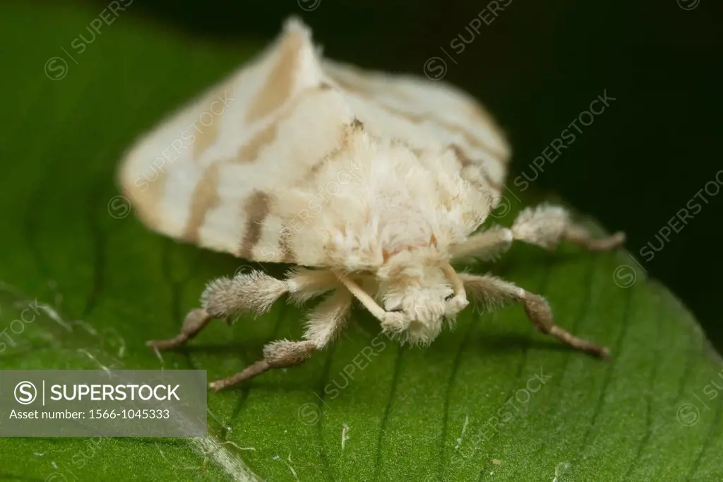 Moth. Image taken at Kampung Satau, Singai, Sarawak, Malaysia.