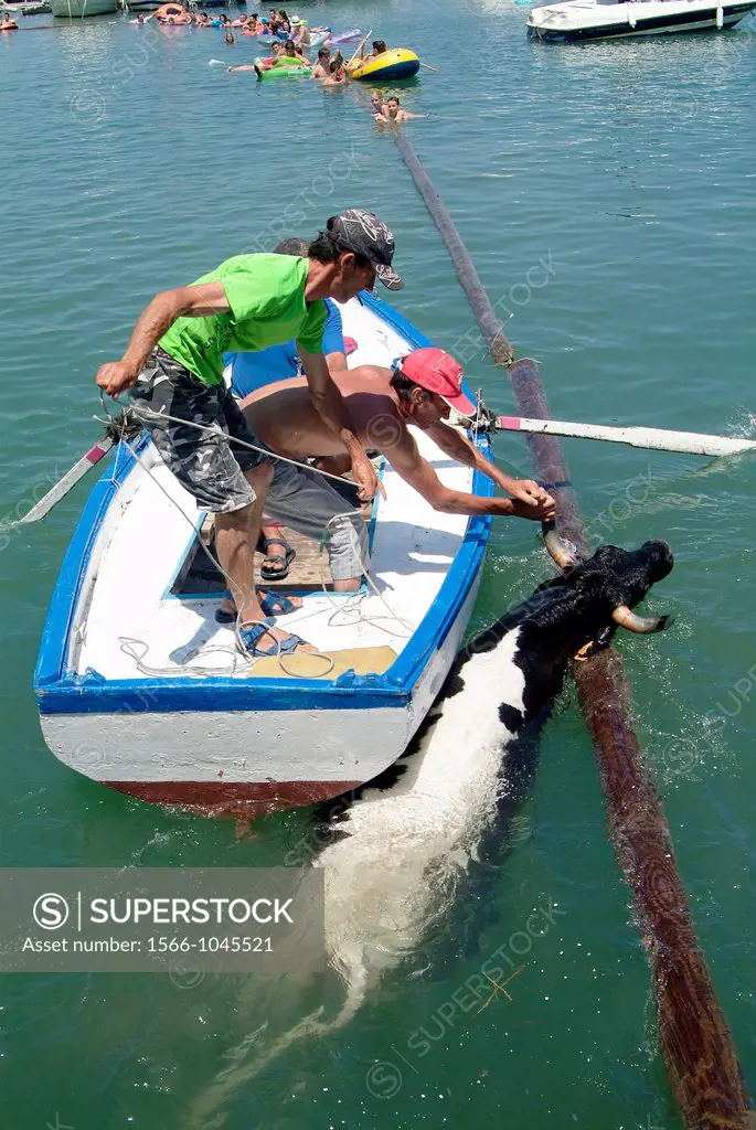 Bull rescue in water, Denia, Alicante, Spain, Europe
