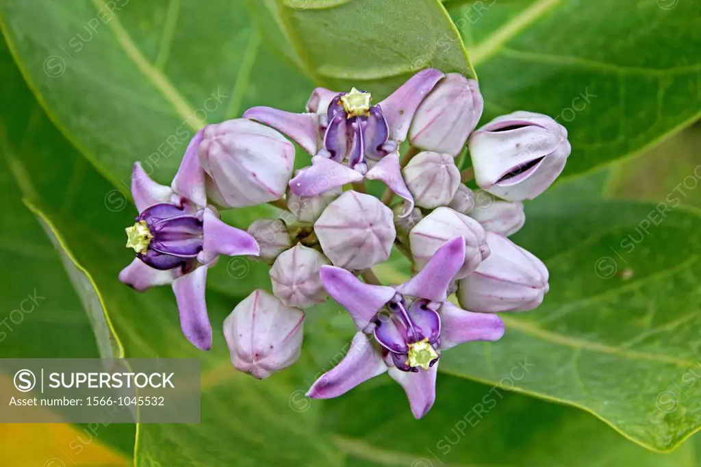 Flowers of the Giant milkweed
