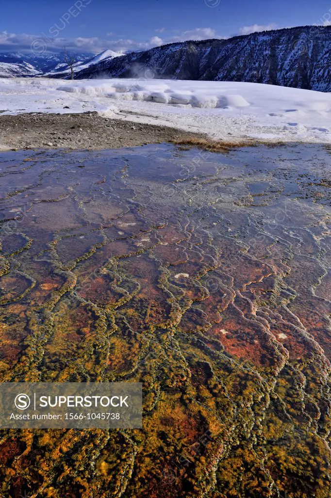 Thermophyllic algae in a Grassy spring in the Upper Terraces, Yellowstone NP, Mammoth Hot Springs, Wyoming, USA
