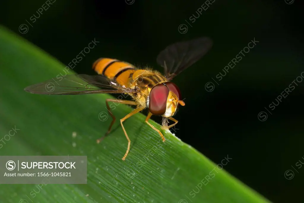 Hoover fly. Image taken at Kampung Skudup, Sarawak, Malaysia.
