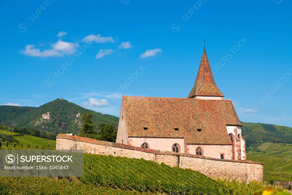 The picturesque church of Saint-Jacques-le-Majeur with surrounding vineyards, Hunawihr, Alsace, France, Europe