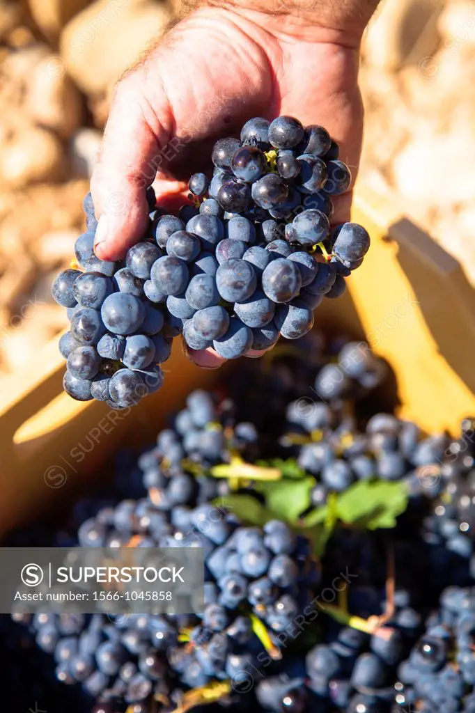 Harvest season in Briones, La Rioja, Spain