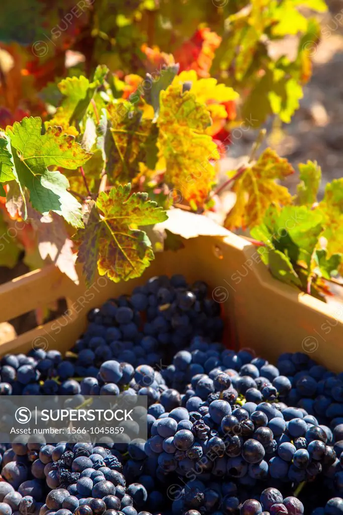 Harvest season in Briones, La Rioja, Spain