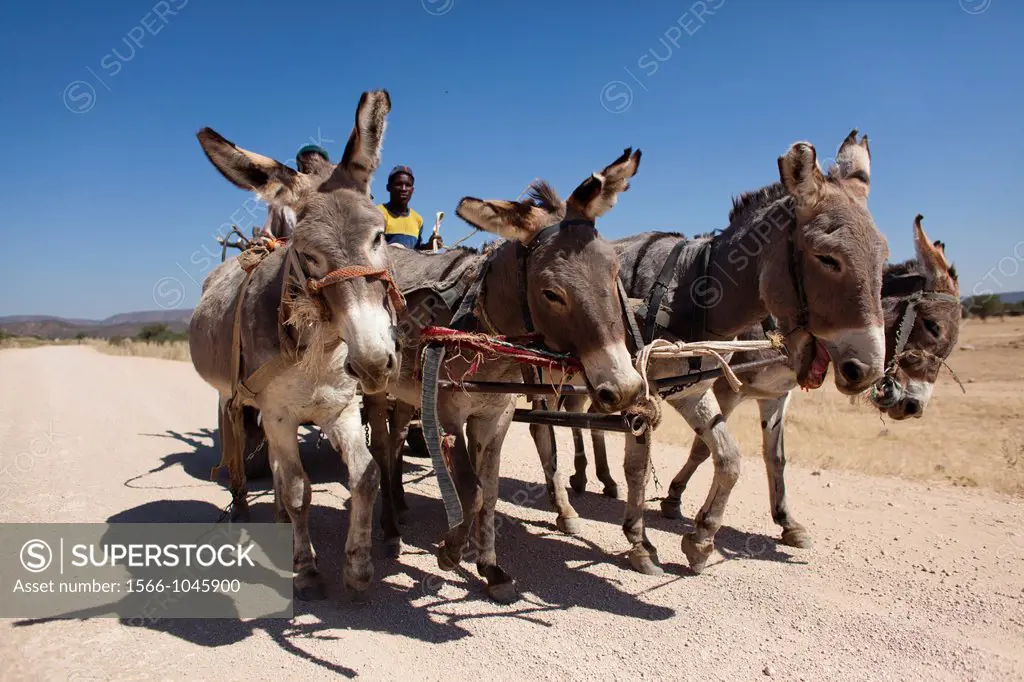 donkey cart in Namibia