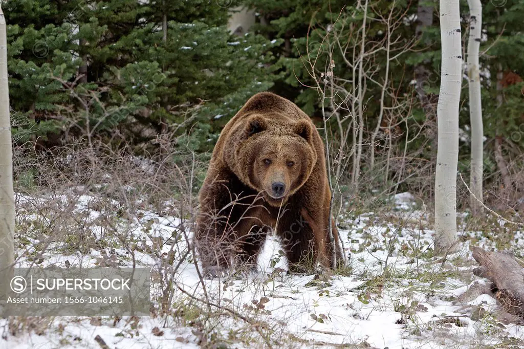United Sates , Utah , near Moab , Grizzly bear  Ursus arctos horribilis