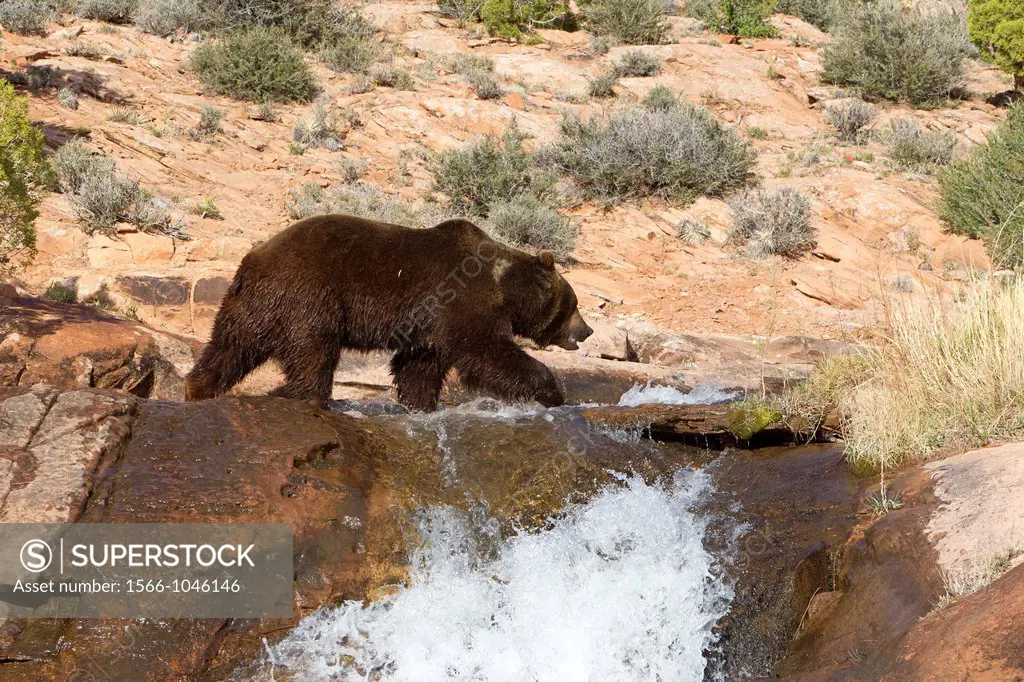 United Sates , Utah , near Moab , Grizzly bear  Ursus arctos horribilis.
